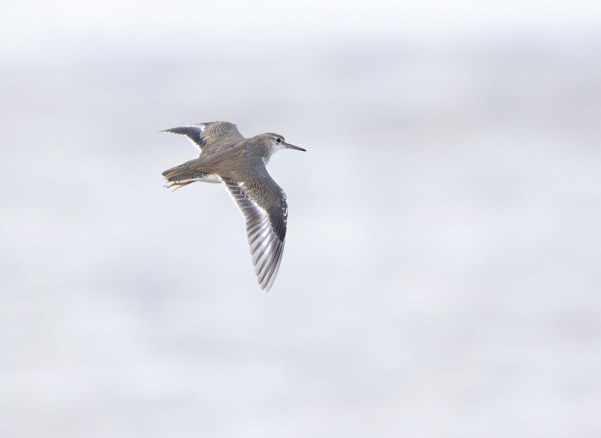 Andarríos Maculado - ML646040592