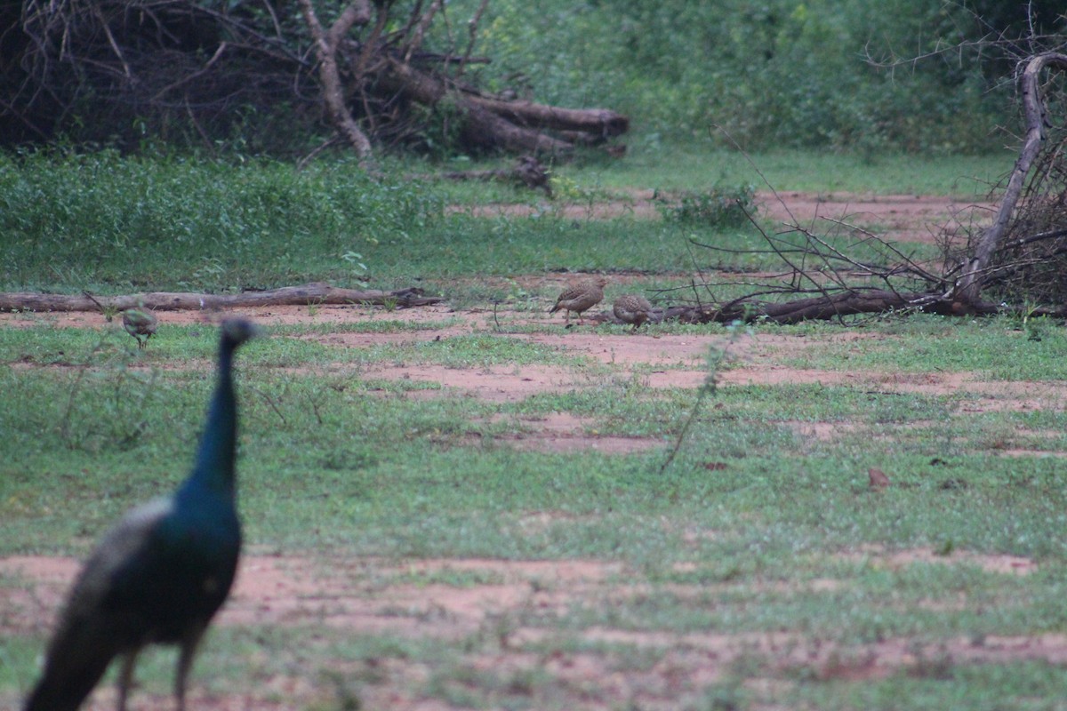 Francolín Gris - ML646040599