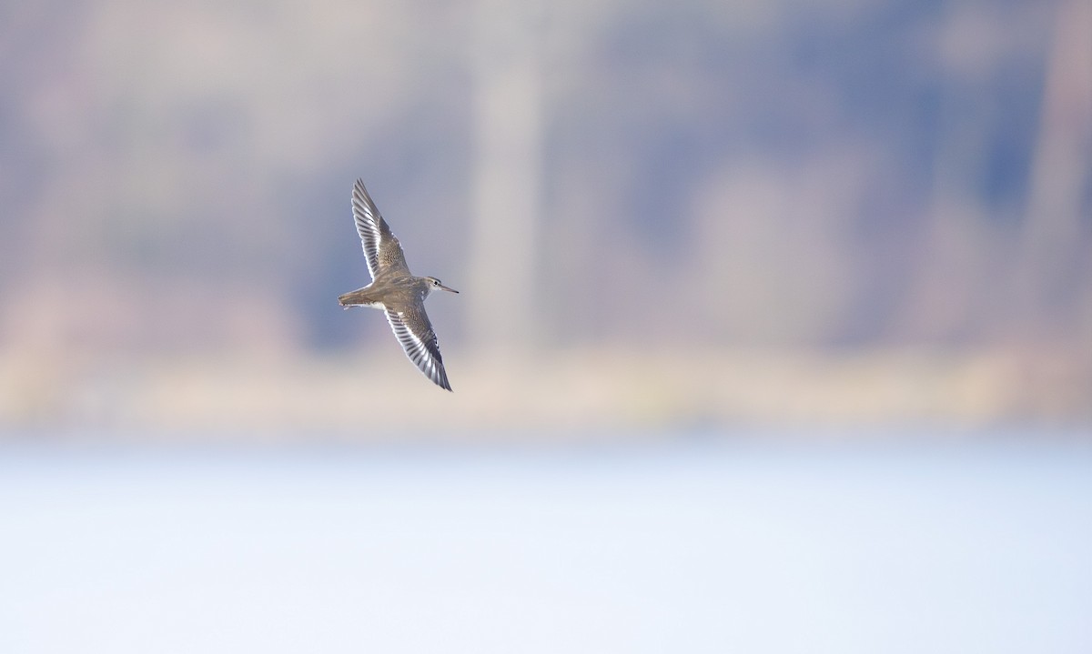 Andarríos Maculado - ML646040601