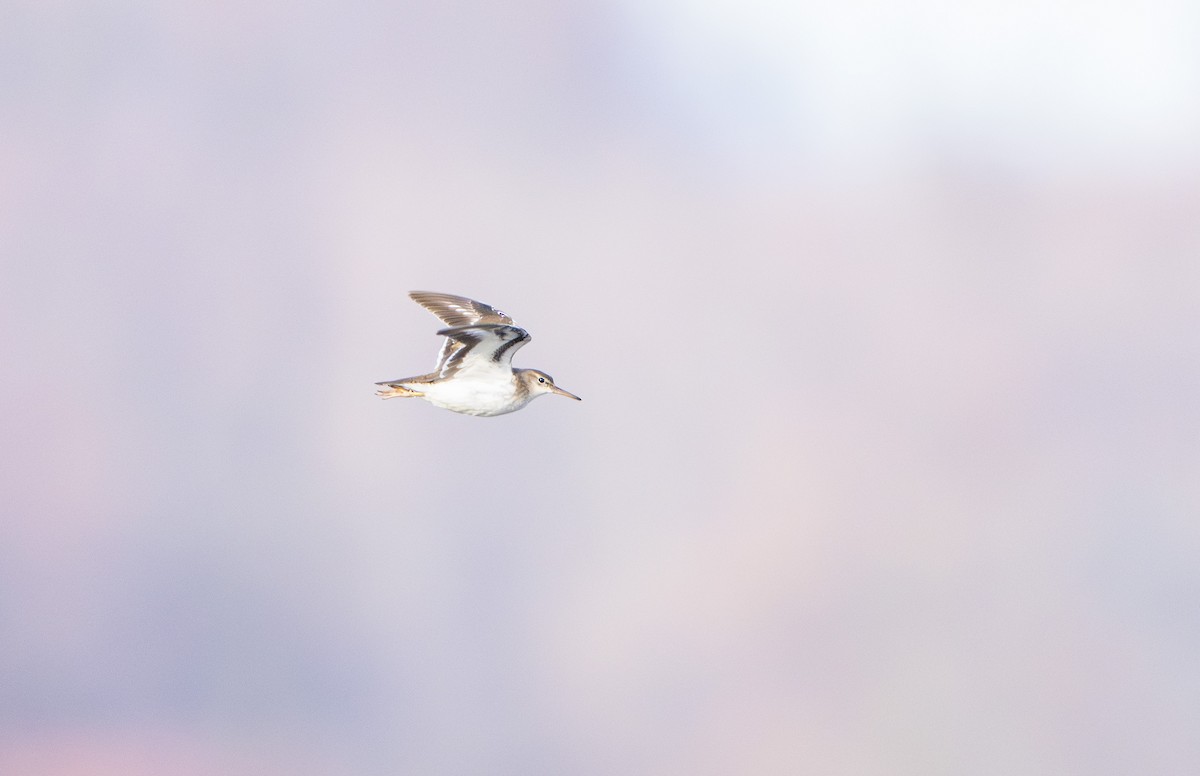 Andarríos Maculado - ML646040602