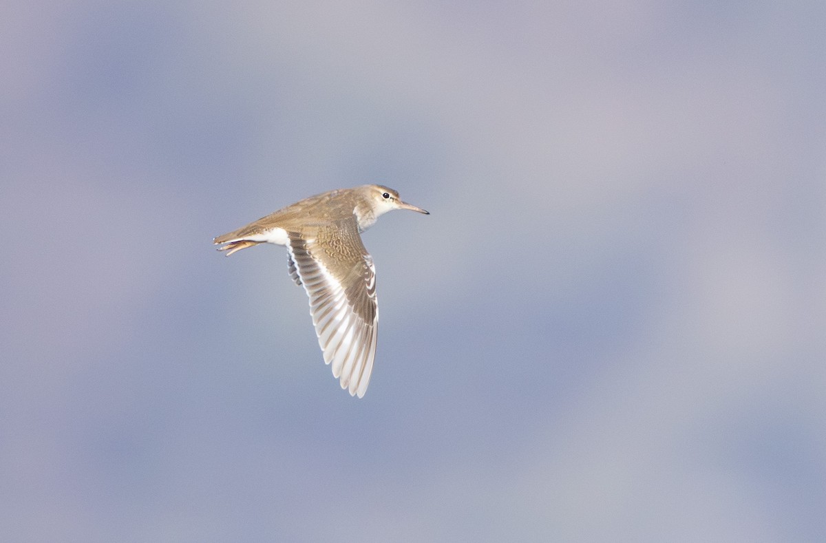 Spotted Sandpiper - ML646040603