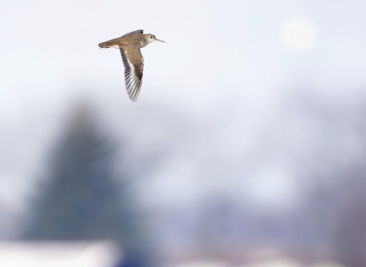 Spotted Sandpiper - ML646040606