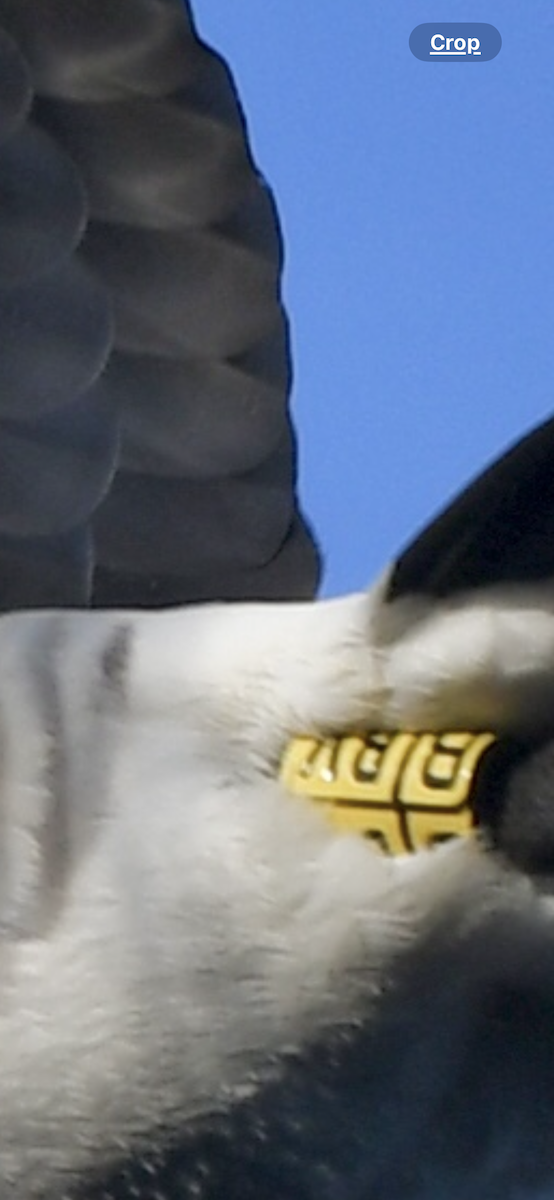 Barnacle Goose - ML646040613