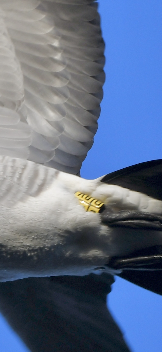 Barnacle Goose - ML646040614