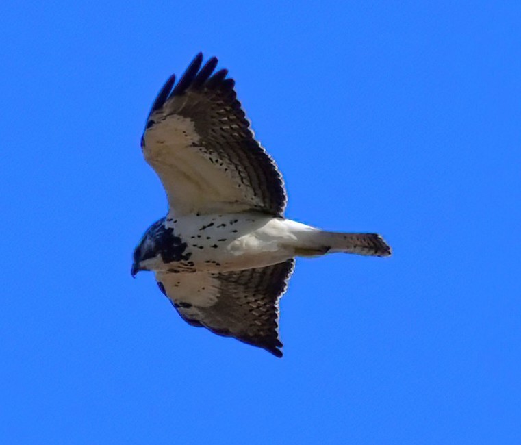 Swainson's Hawk - ML646040628