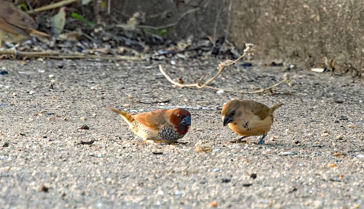 Scaly-breasted Munia - ML646040637