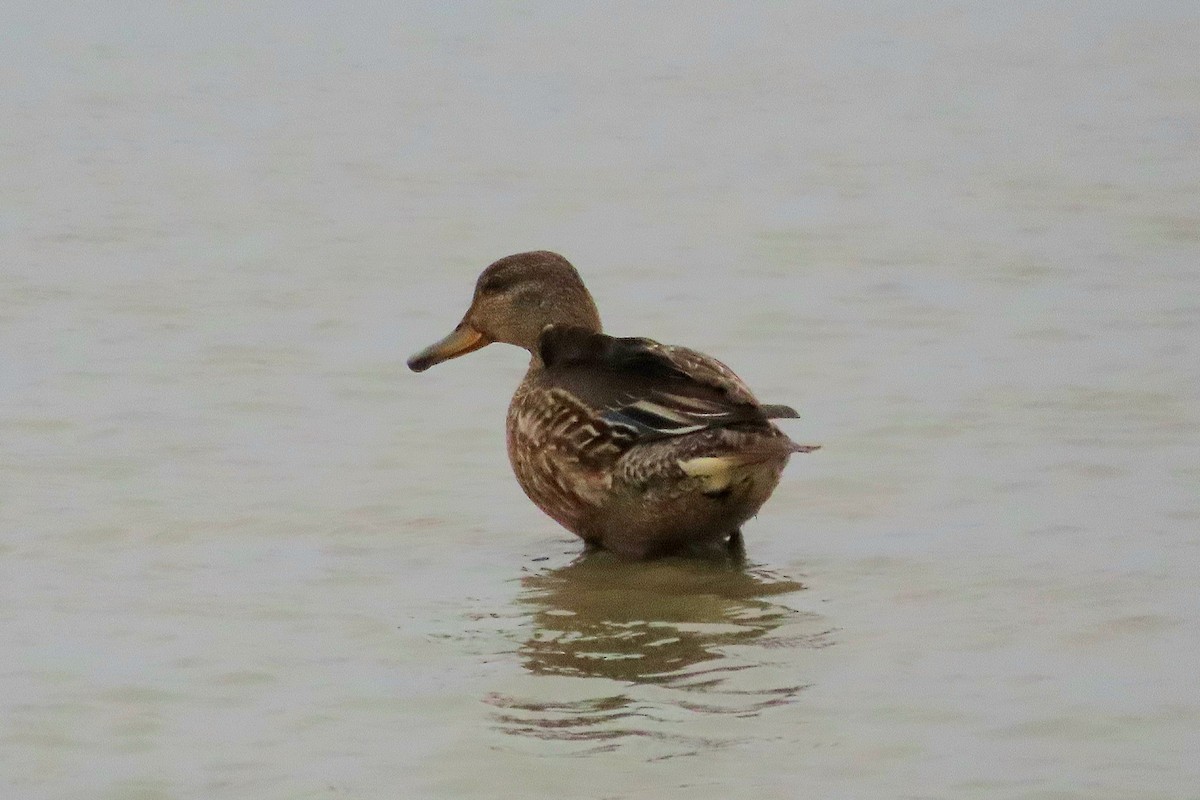 Green-winged Teal (Eurasian) - ML646040640