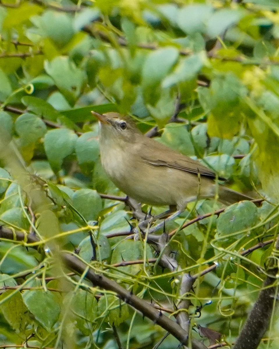 Blyth's Reed Warbler - ML646040645