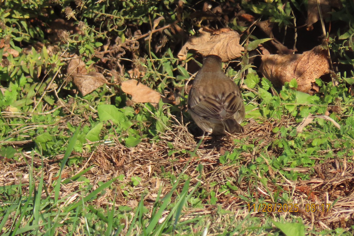 Dark-eyed Junco - ML646040654