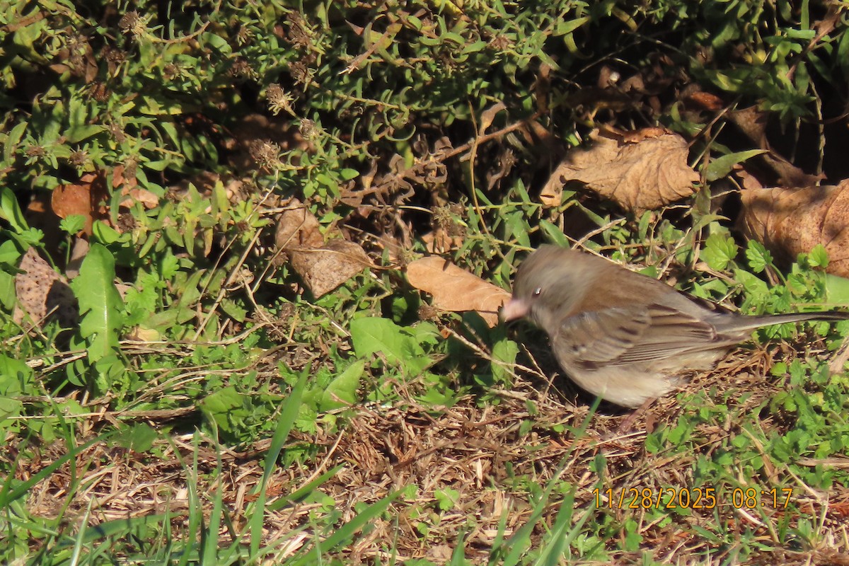 Dark-eyed Junco - ML646040655