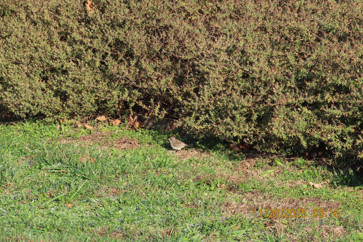 Dark-eyed Junco - ML646040656