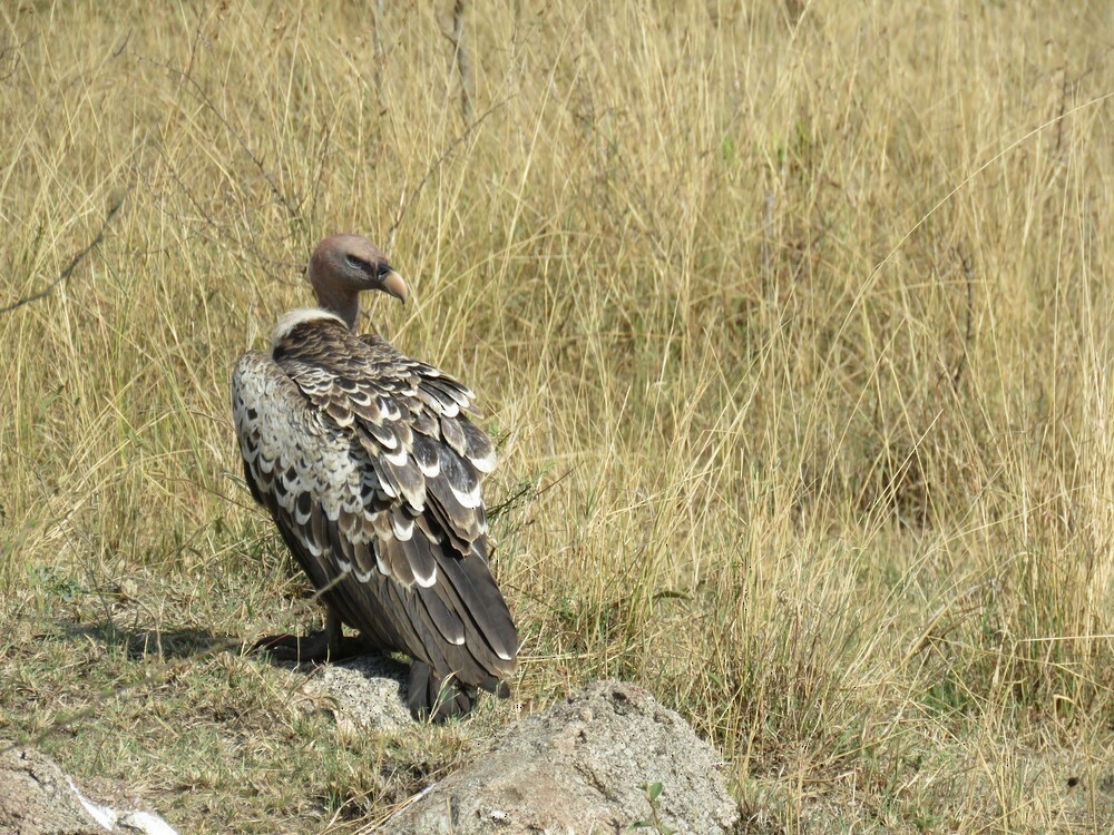 sup krahujový - ML646040659