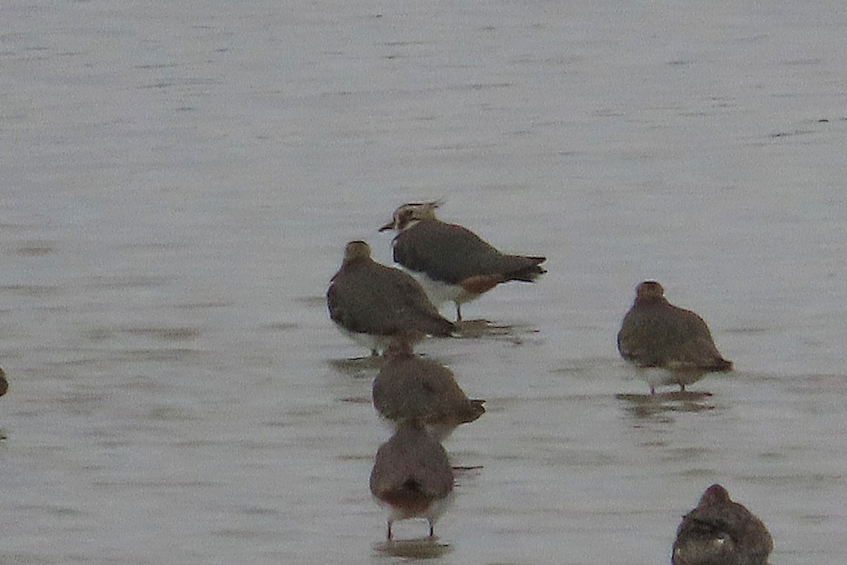 Northern Lapwing - ML646040662