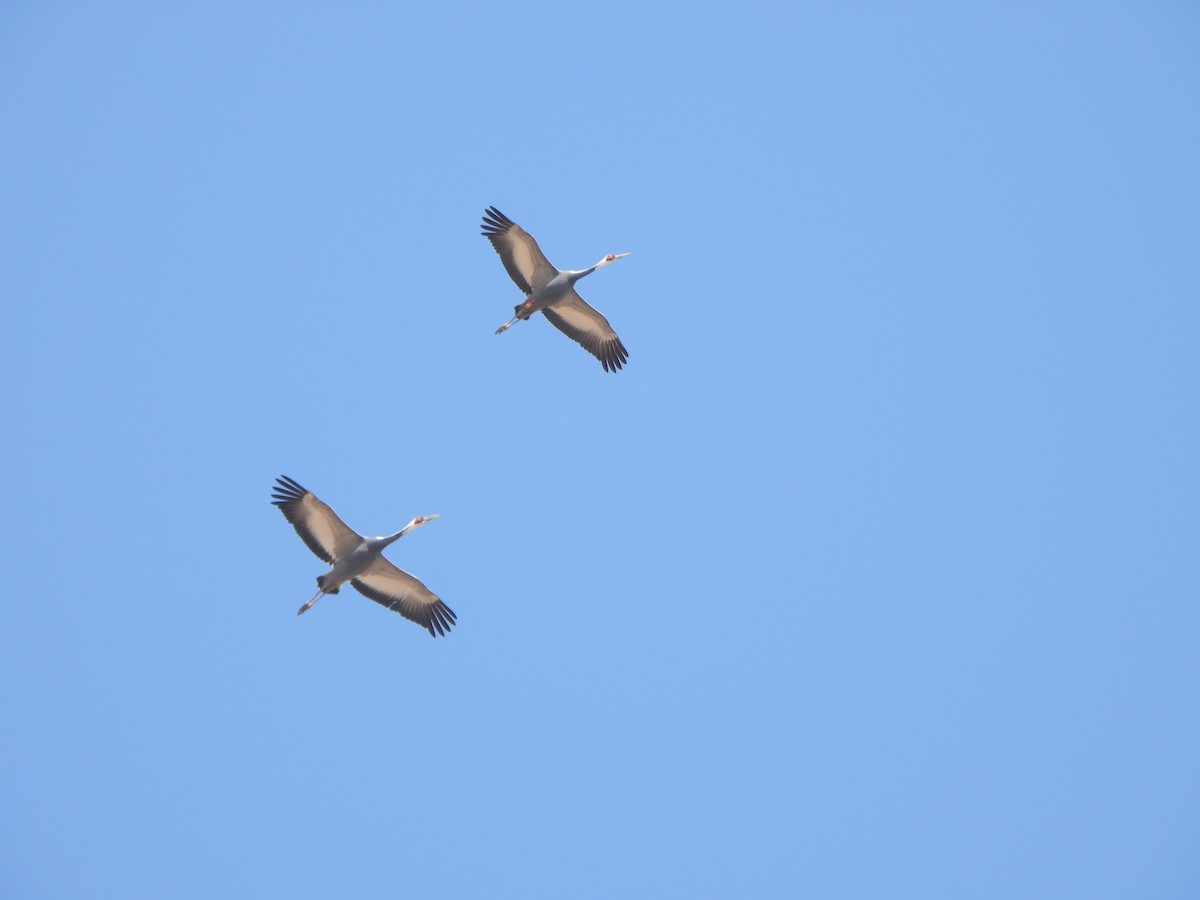 Kurrilo garondozuria - ML646040663