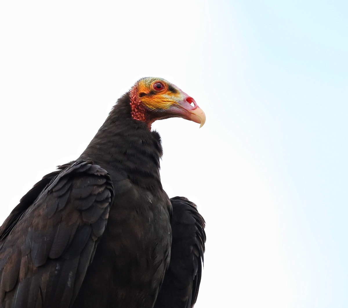 Lesser Yellow-headed Vulture - ML646040665