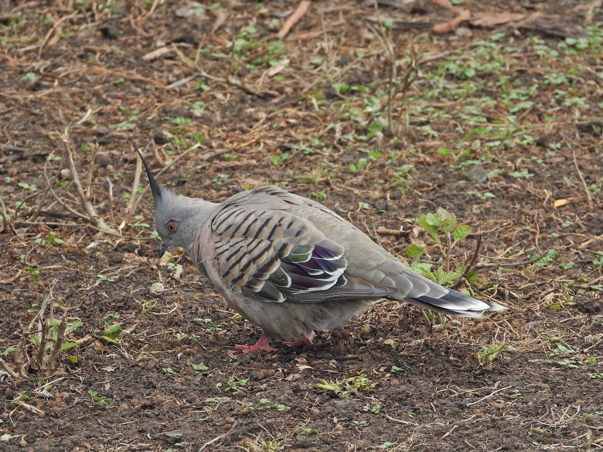 Crested Pigeon - ML646040666