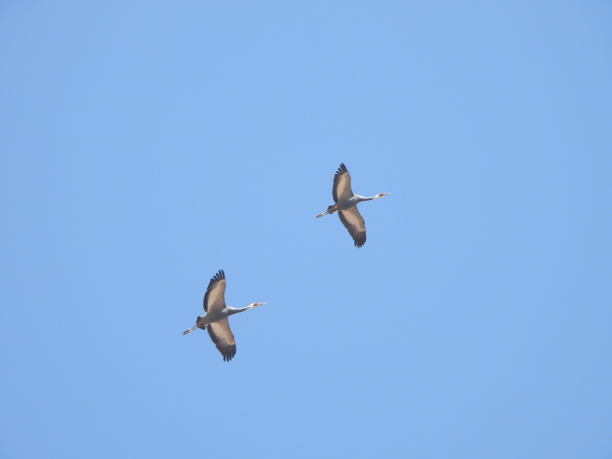 Kurrilo garondozuria - ML646040667