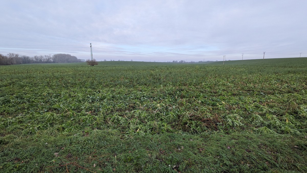 Eper grisa - ML646040668