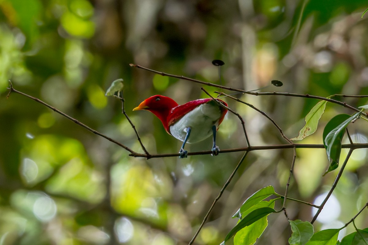 King Bird-of-Paradise - ML646040669