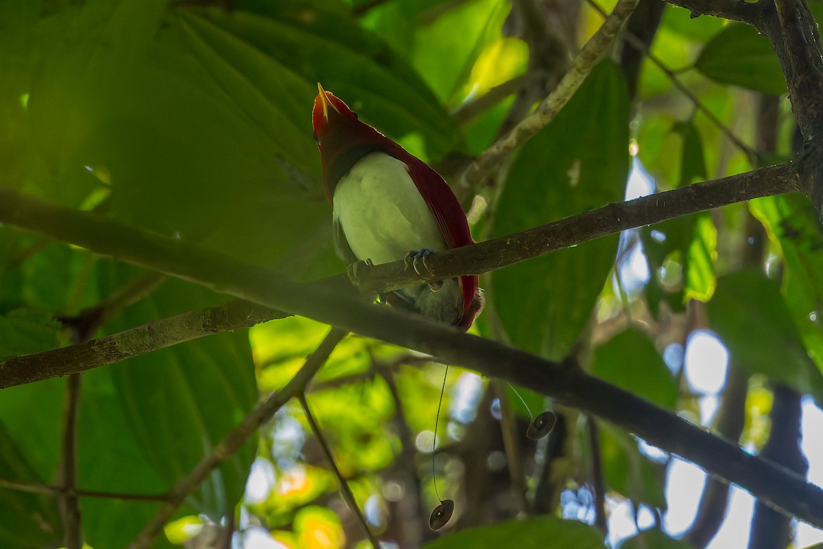 King Bird-of-Paradise - ML646040670