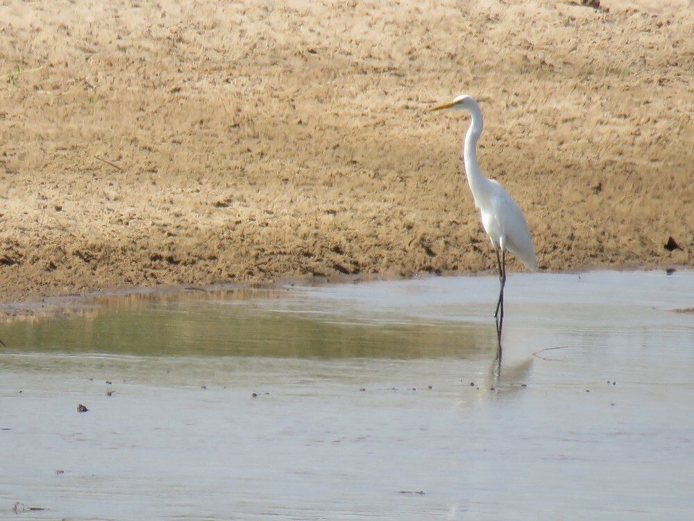 Koartza zuria - ML646040671