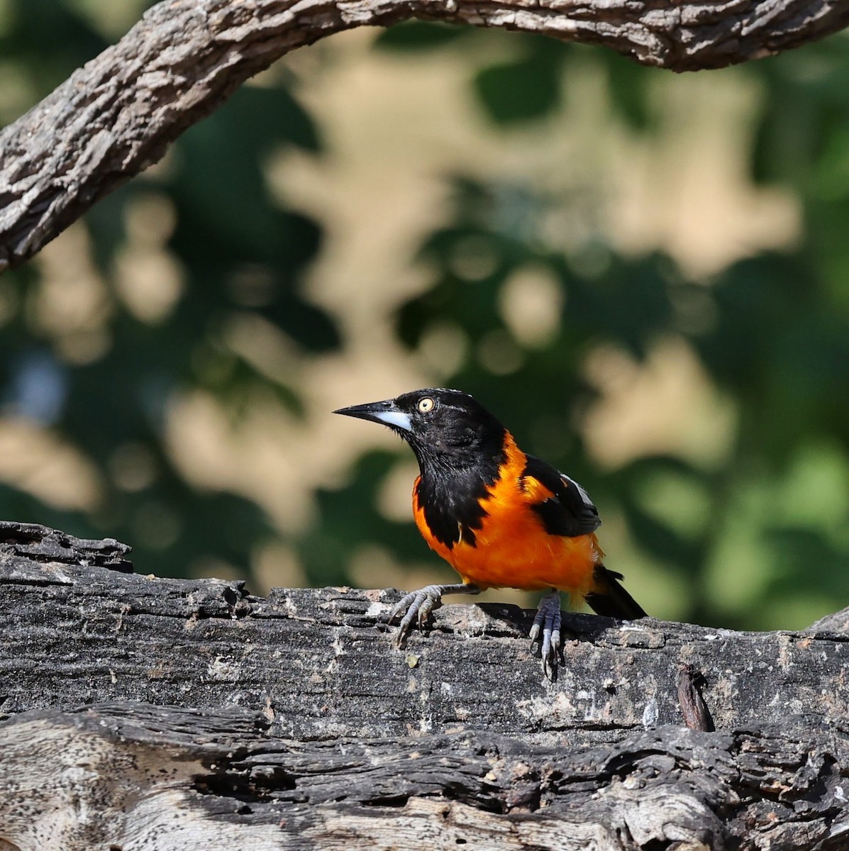 Campo Troupial - ML646040672