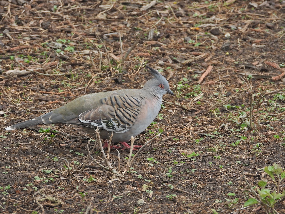 Crested Pigeon - ML646040673