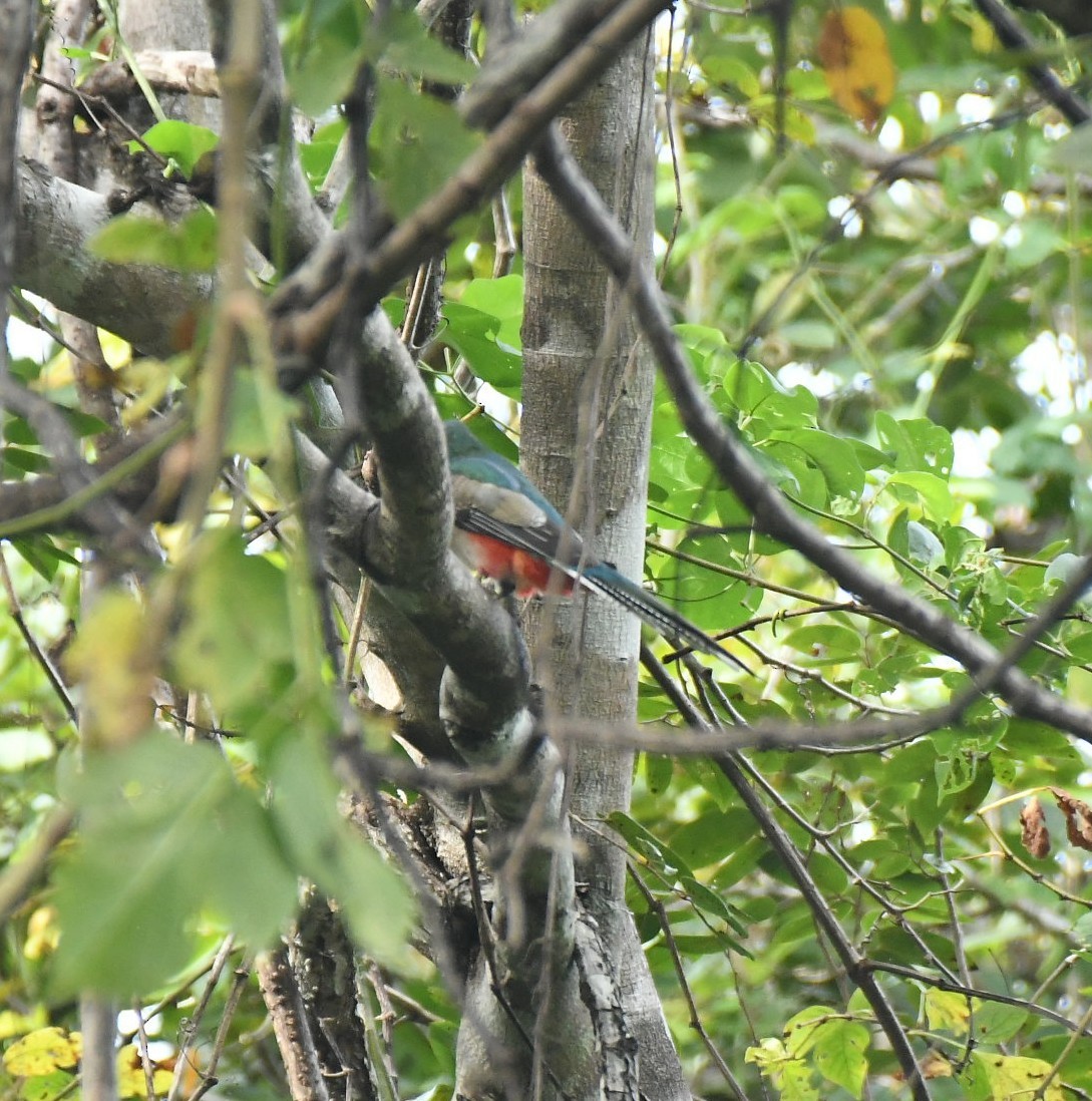 Elegant Trogon - ML646040674