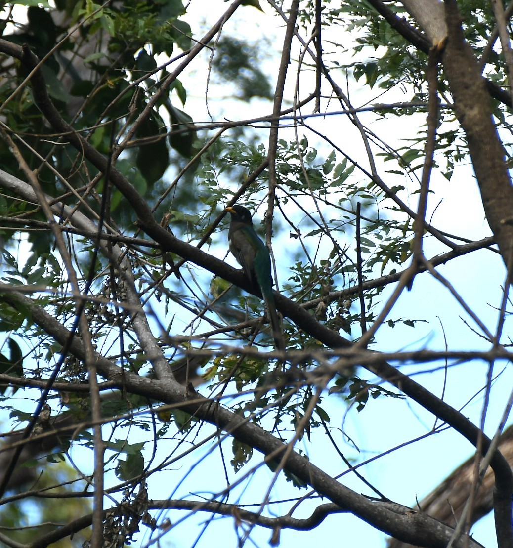 Elegant Trogon - ML646040675