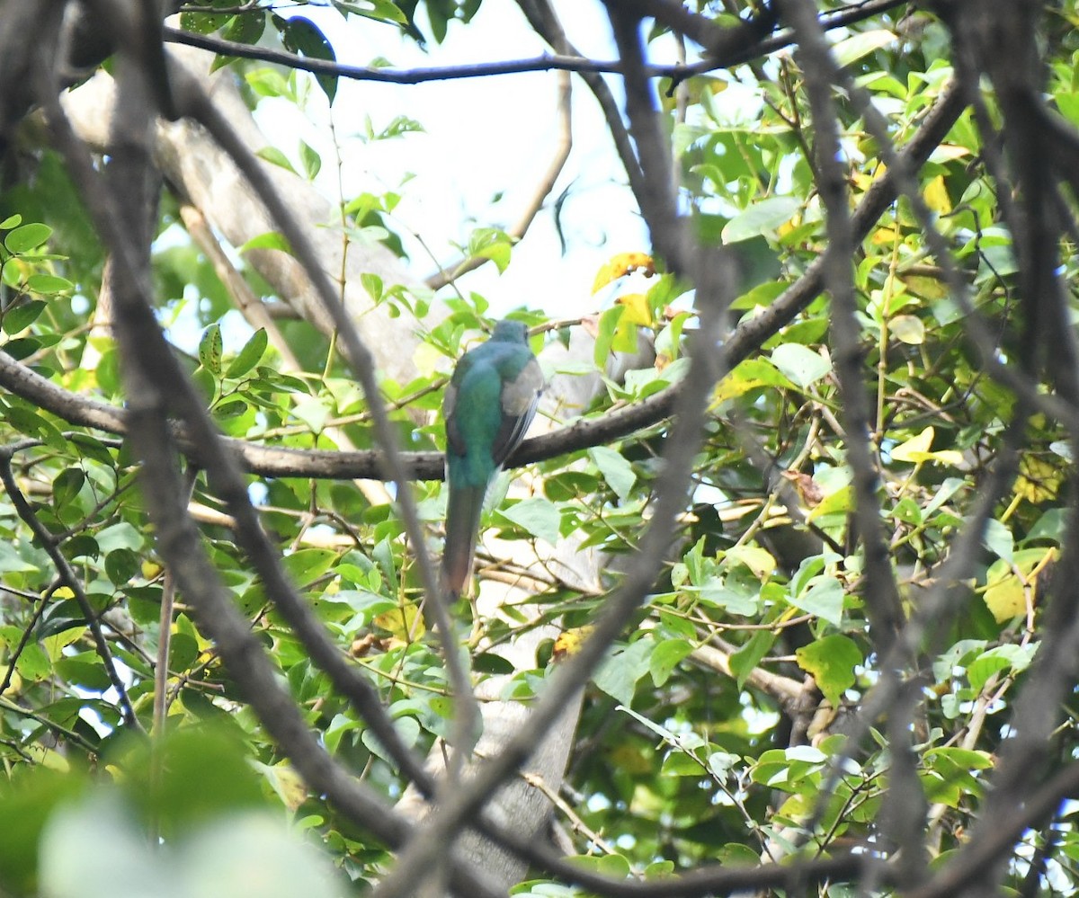 Elegant Trogon - ML646040676