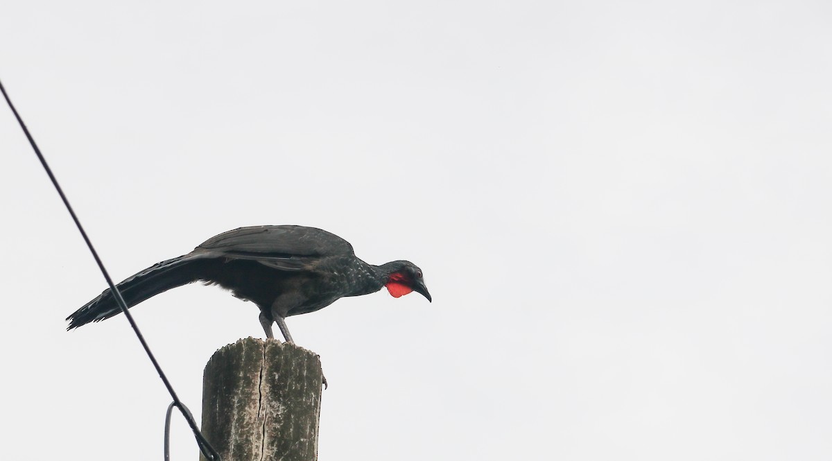 Dusky-legged Guan - ML646040677