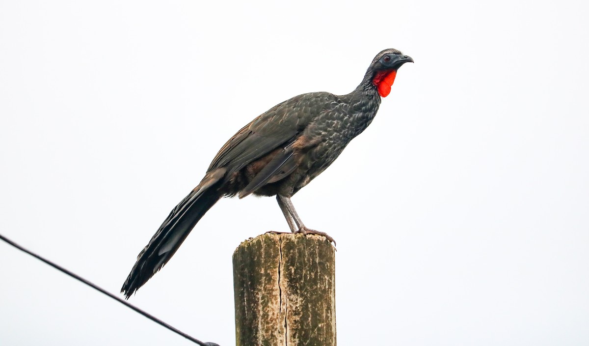 Dusky-legged Guan - ML646040678