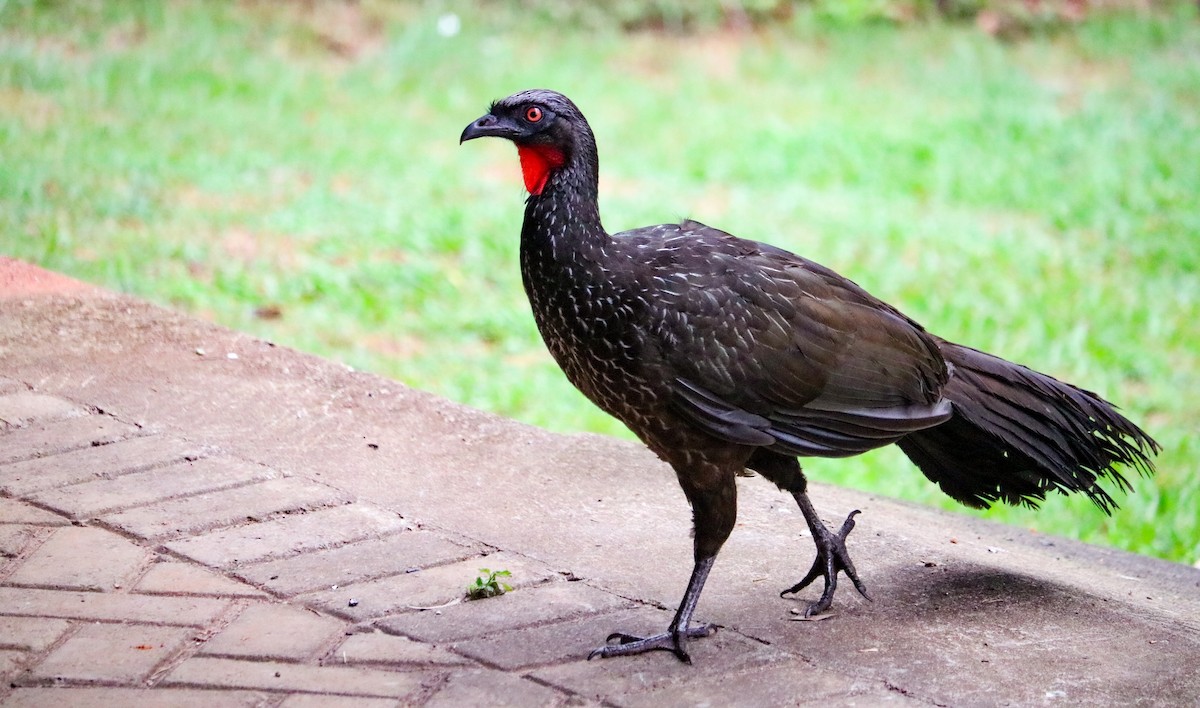 Dusky-legged Guan - ML646040679
