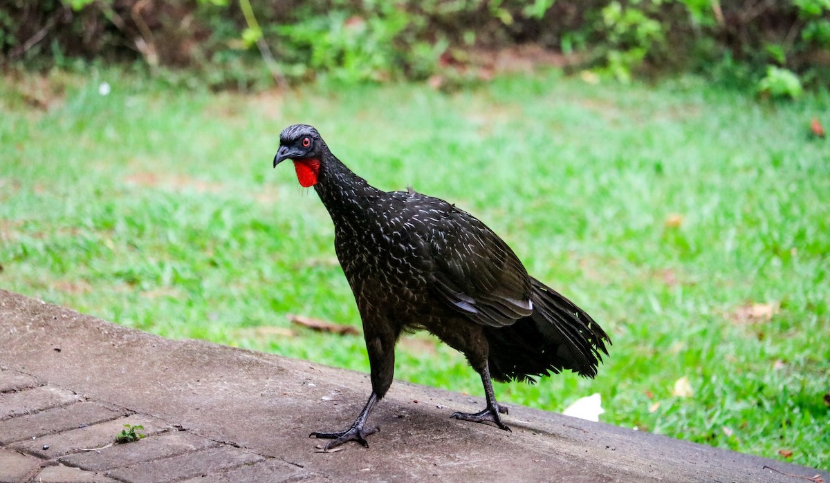 Dusky-legged Guan - ML646040680