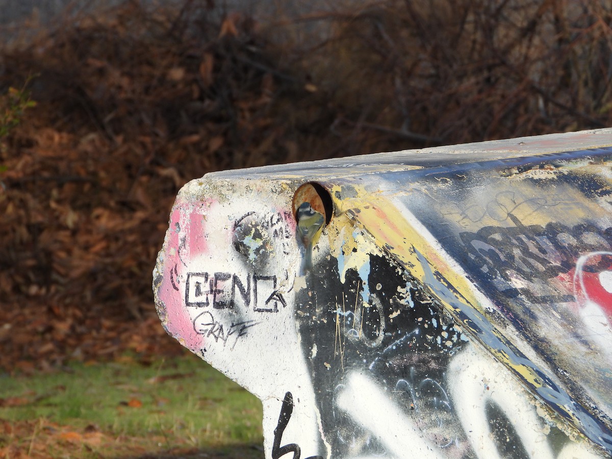 Amilotx urdin europarra - ML646040681