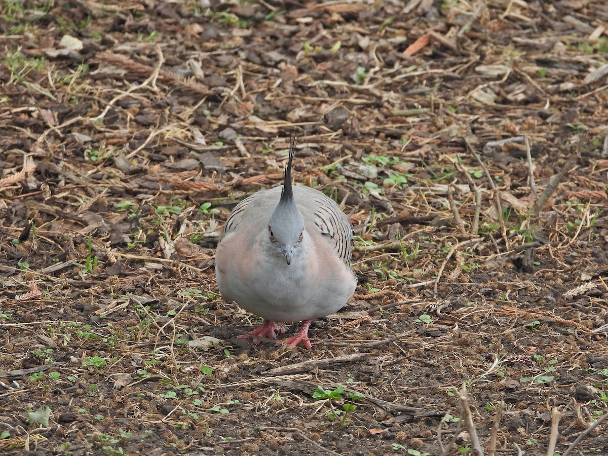 Crested Pigeon - ML646040682