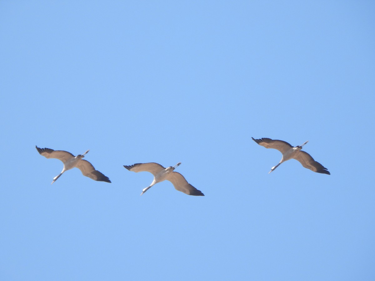 Kurrilo arrunta - ML646040683