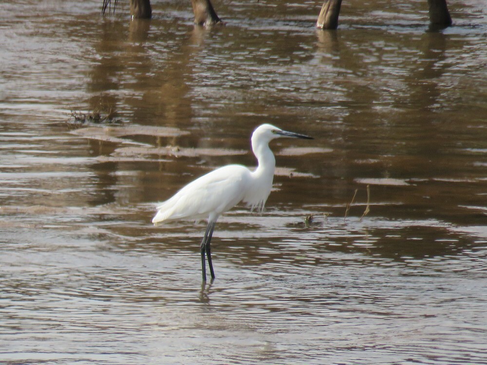 Koartzatxo txikia - ML646040684