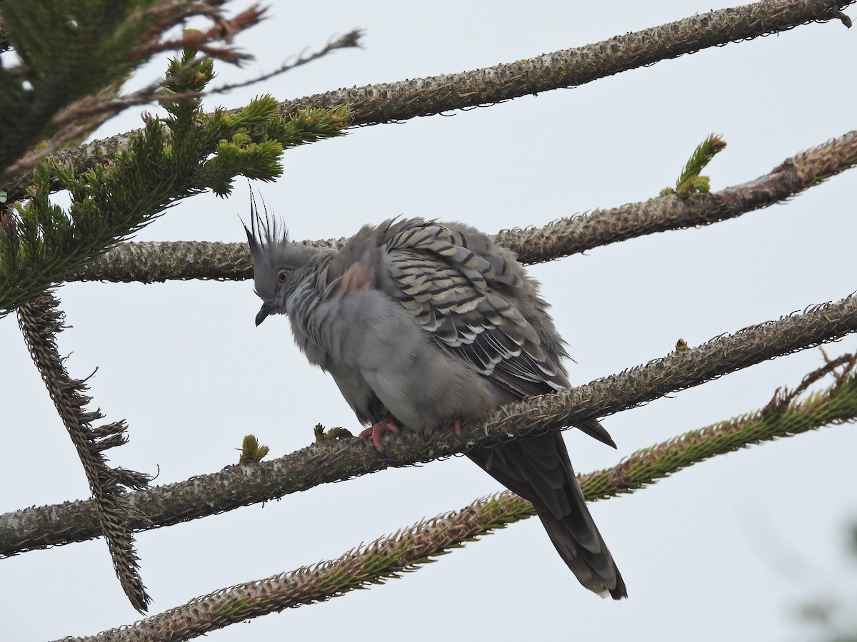 Crested Pigeon - ML646040685