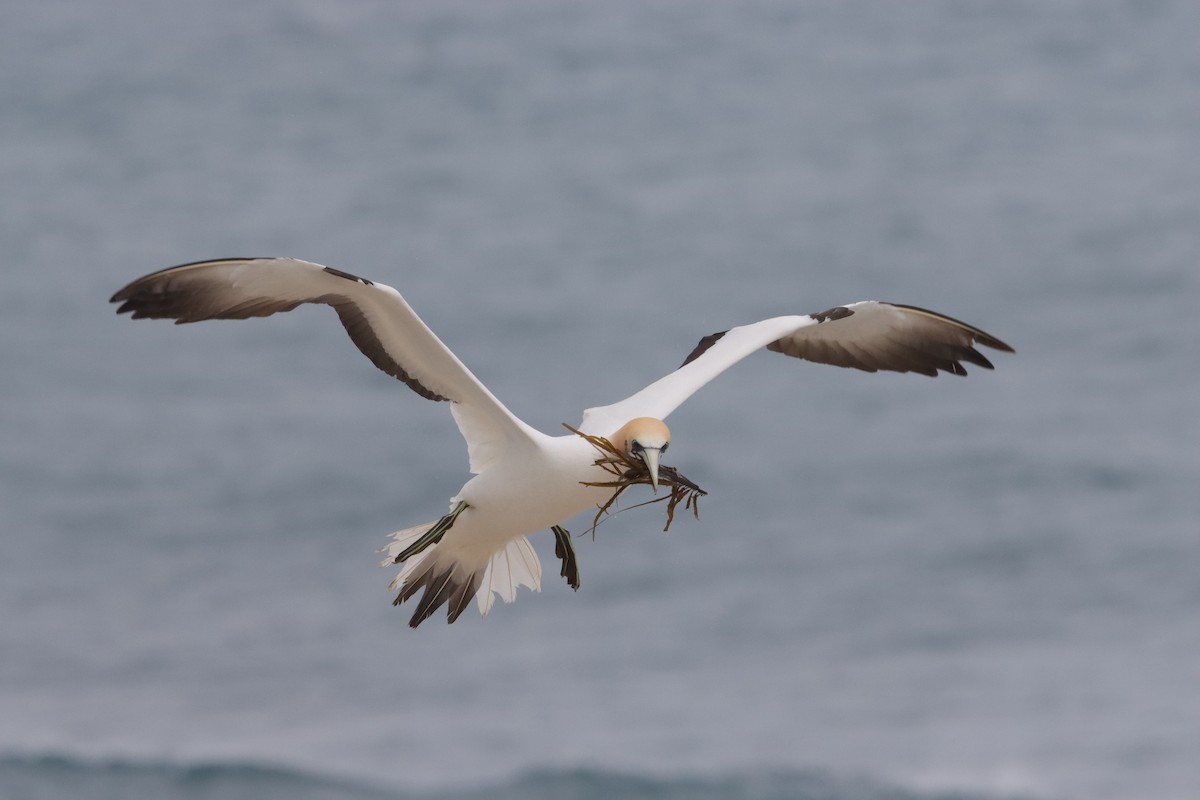 Zanga australiarra - ML646040687