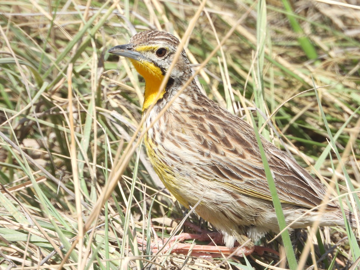 Pangani Longclaw - ML646040688