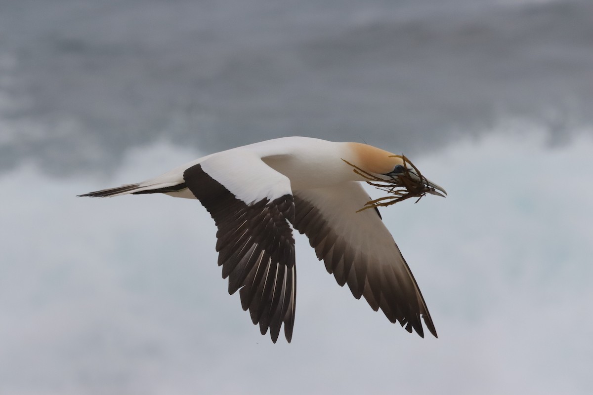 Zanga australiarra - ML646040689