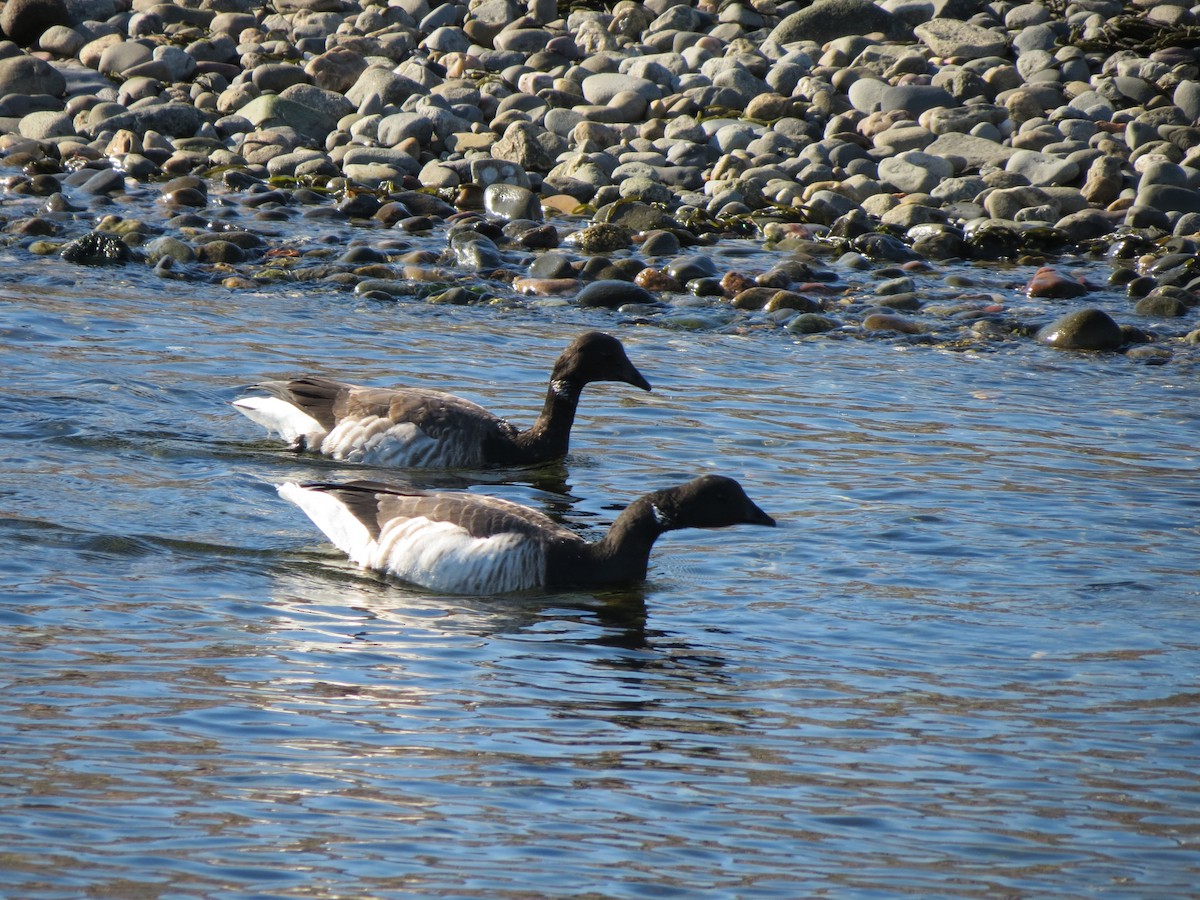 Branta musubeltza - ML646040690