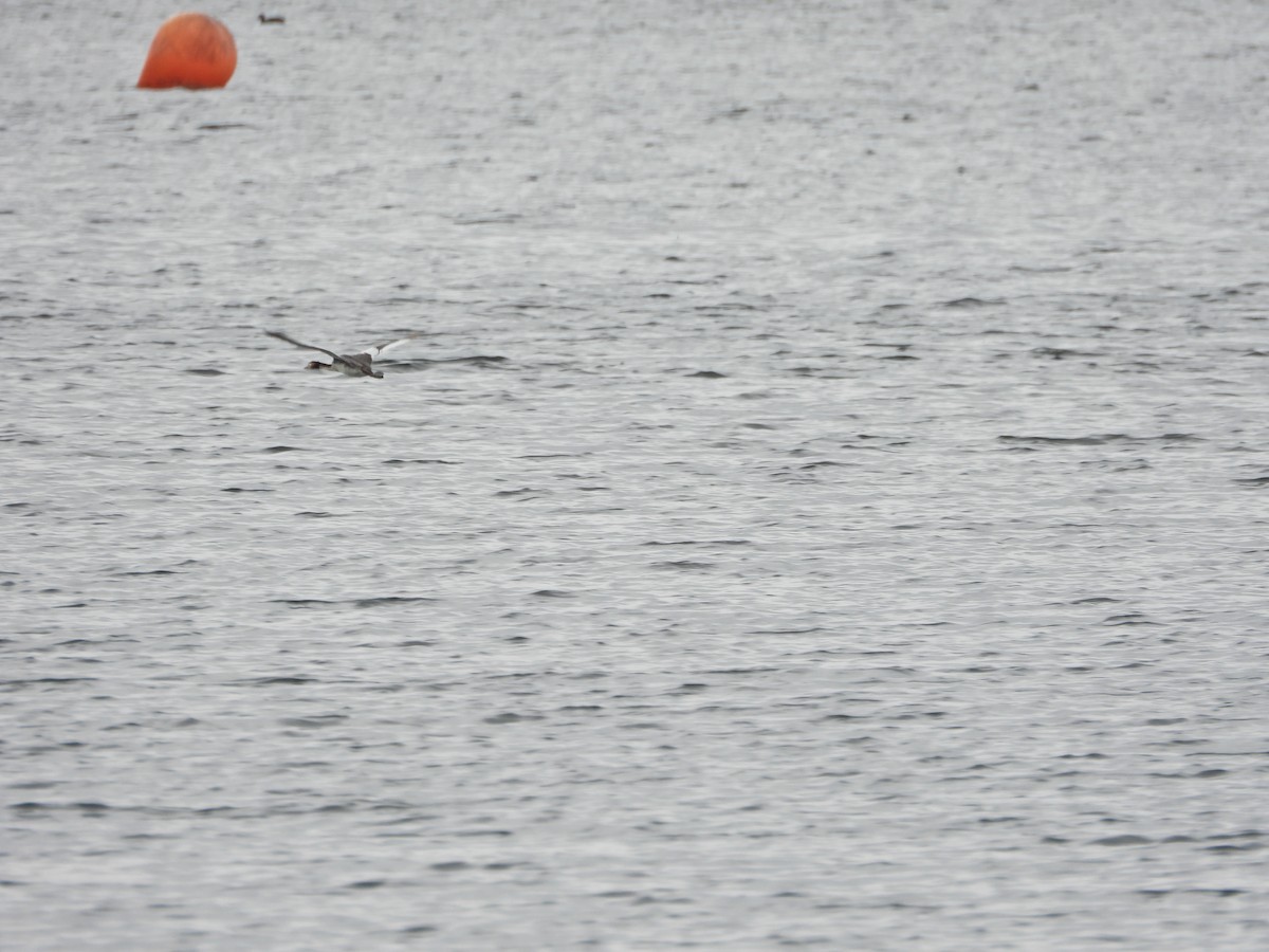 Great Crested Grebe - ML646040691