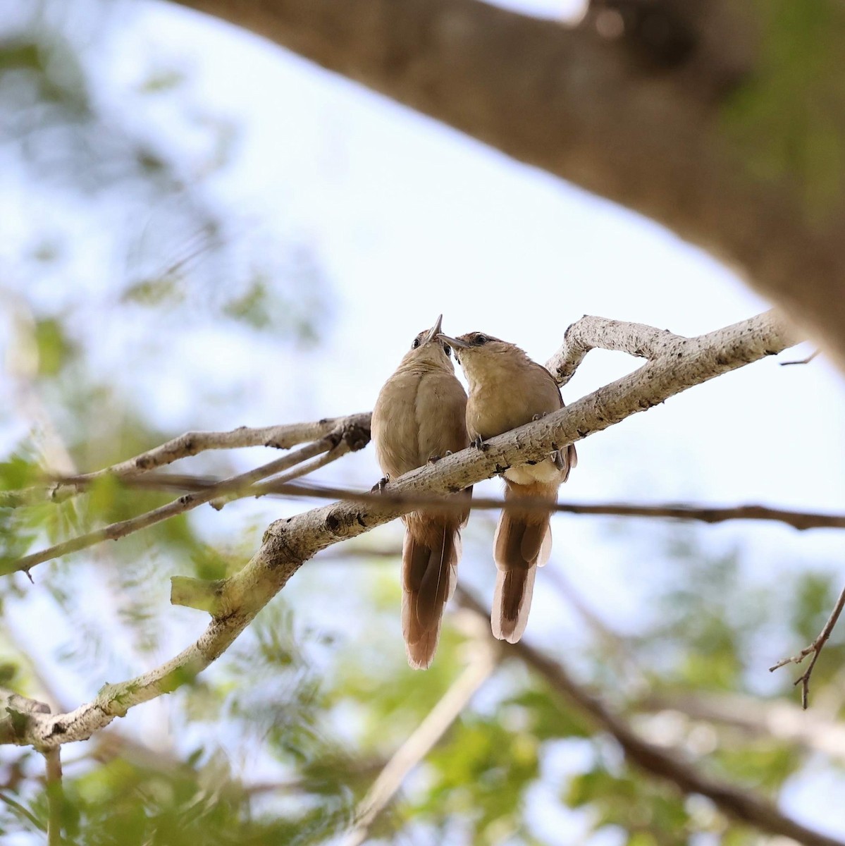 Rufous-fronted Thornbird - ML646040692