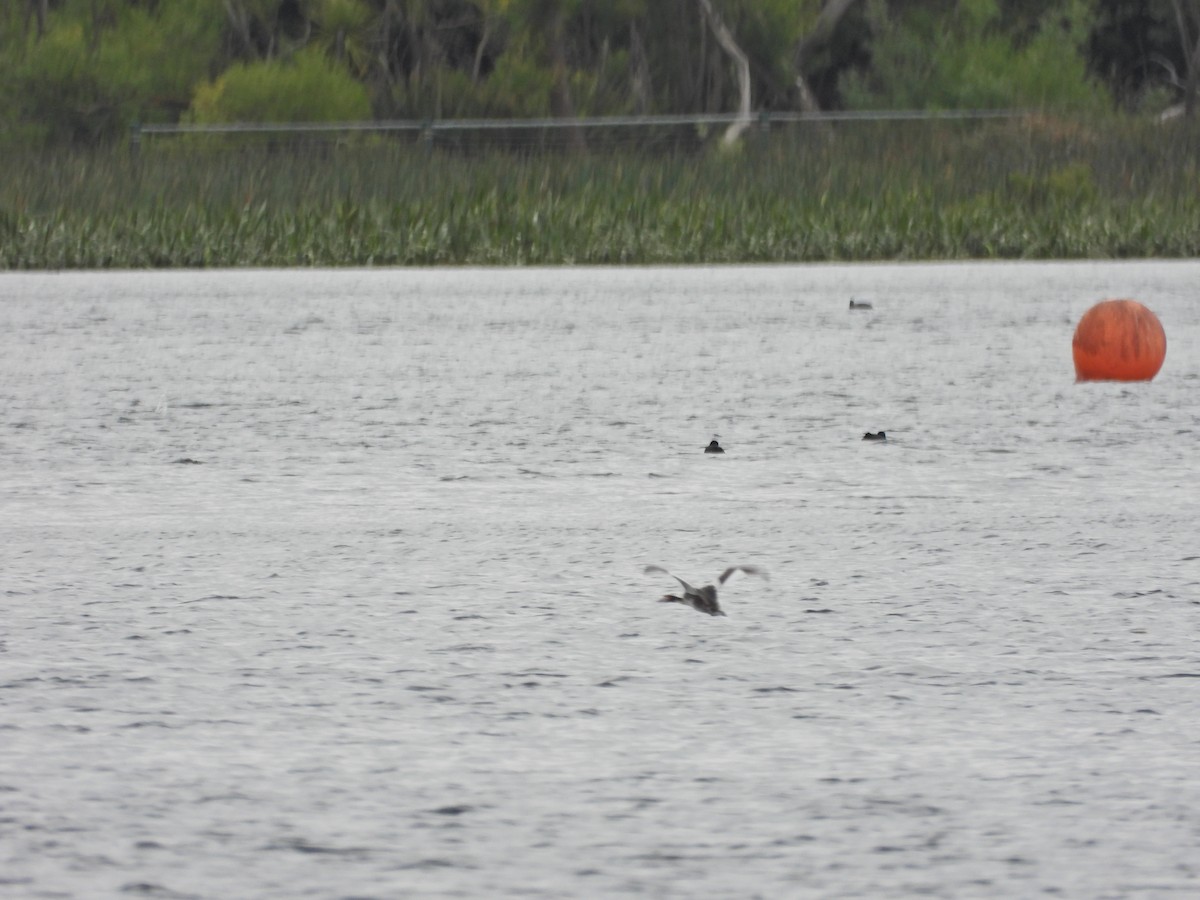Great Crested Grebe - ML646040693
