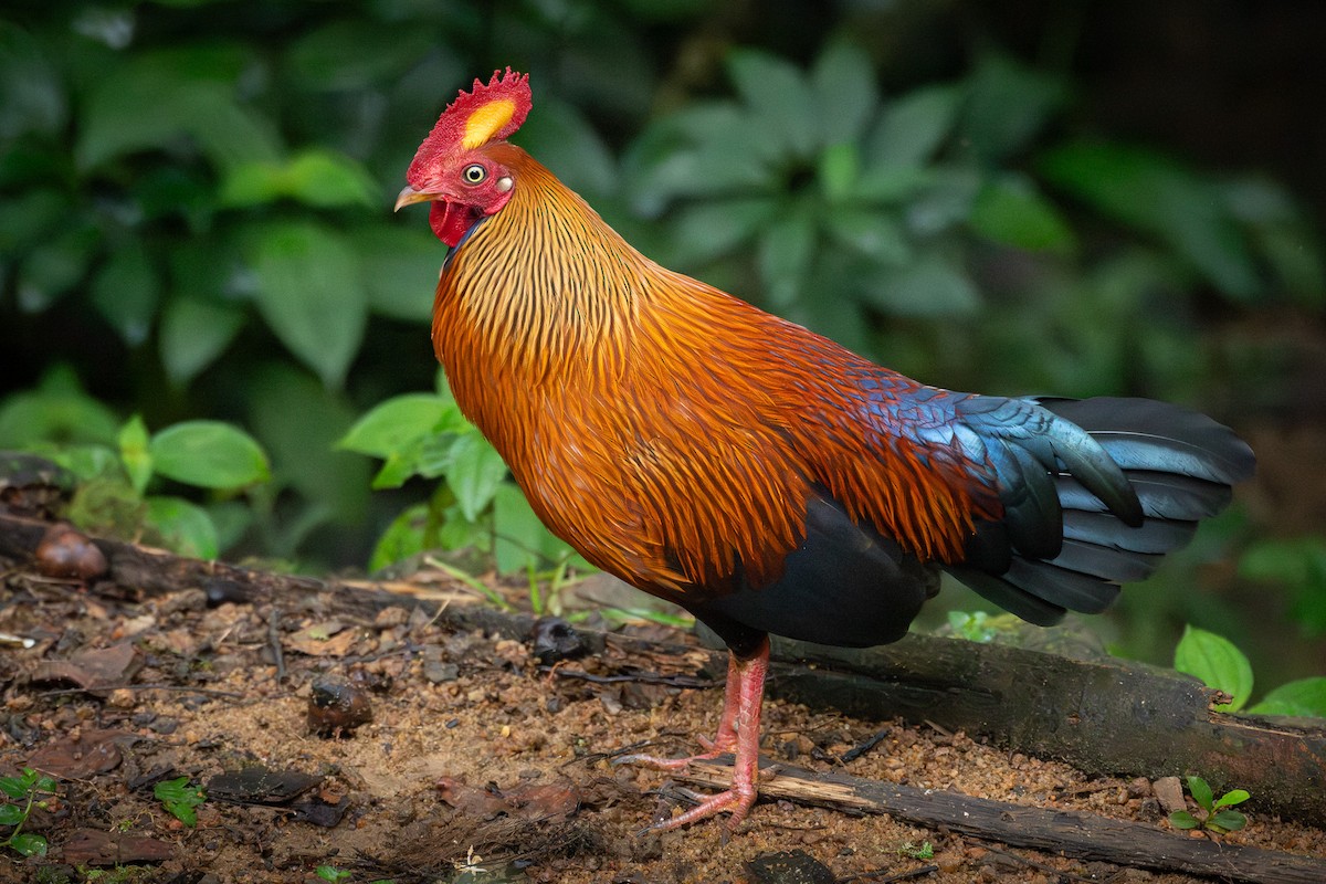 Sri Lanka Junglefowl - ML646040694