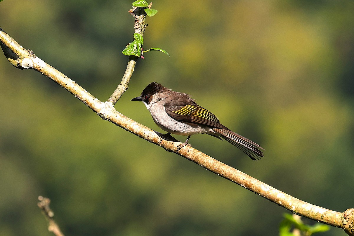 Ashy Bulbul - ML646040695