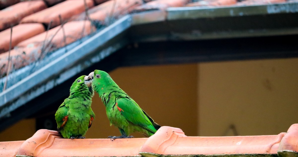 White-eyed Parakeet - ML646040696