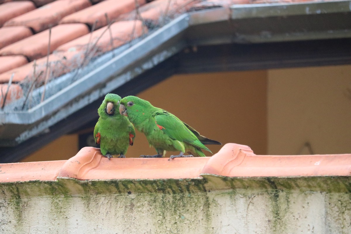 White-eyed Parakeet - ML646040697